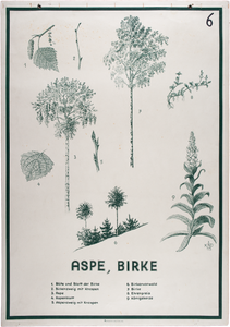 Aspe, Birke