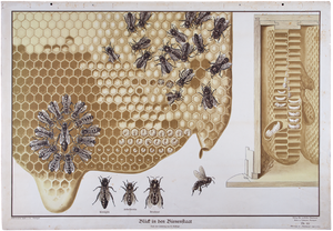 Blick in den Bienenstaat