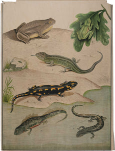 Amphibien