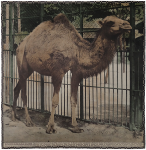 Einhöckeriges Kamel