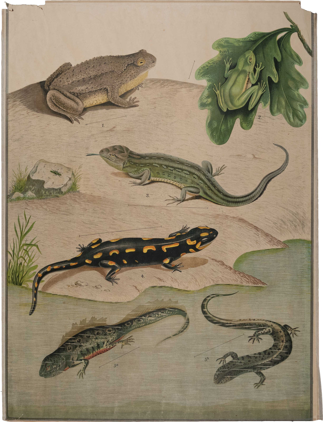 Amphibien