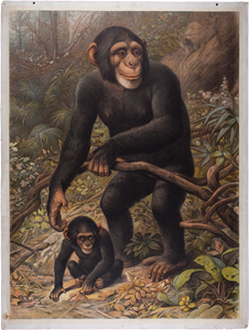 Schimpanse