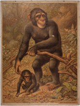 Lade das Bild in den Galerie-Viewer, Schimpanse
